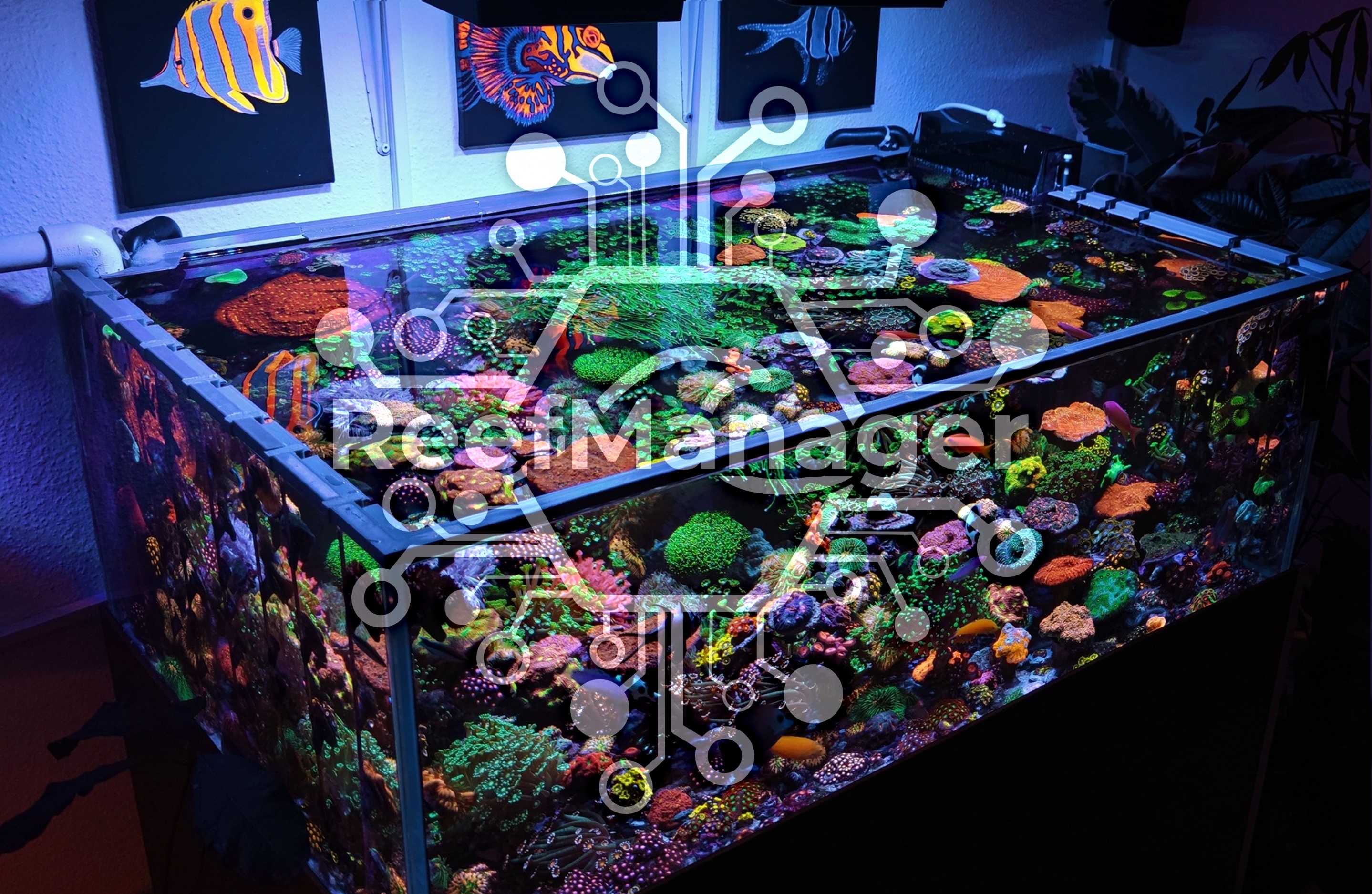 Riffaquarium