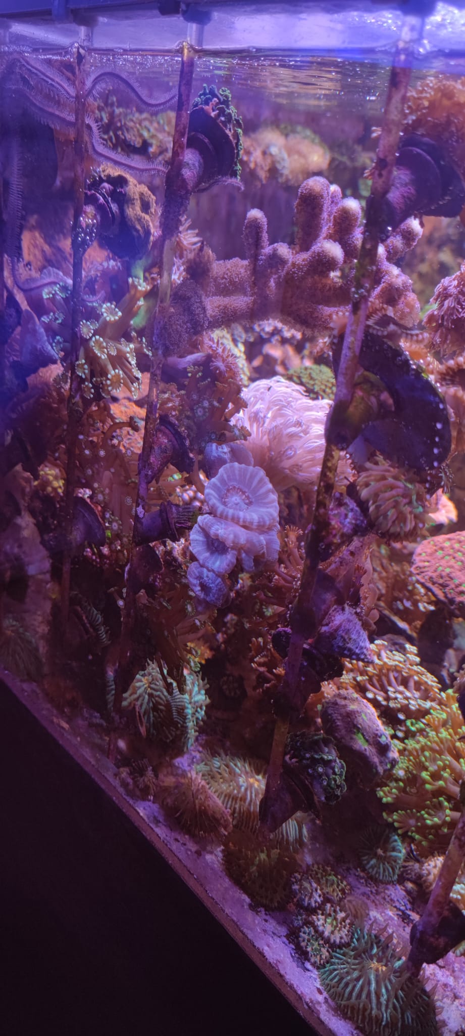 "Plexiplugs" - Ablegerhalter für 6mm Plexistab 