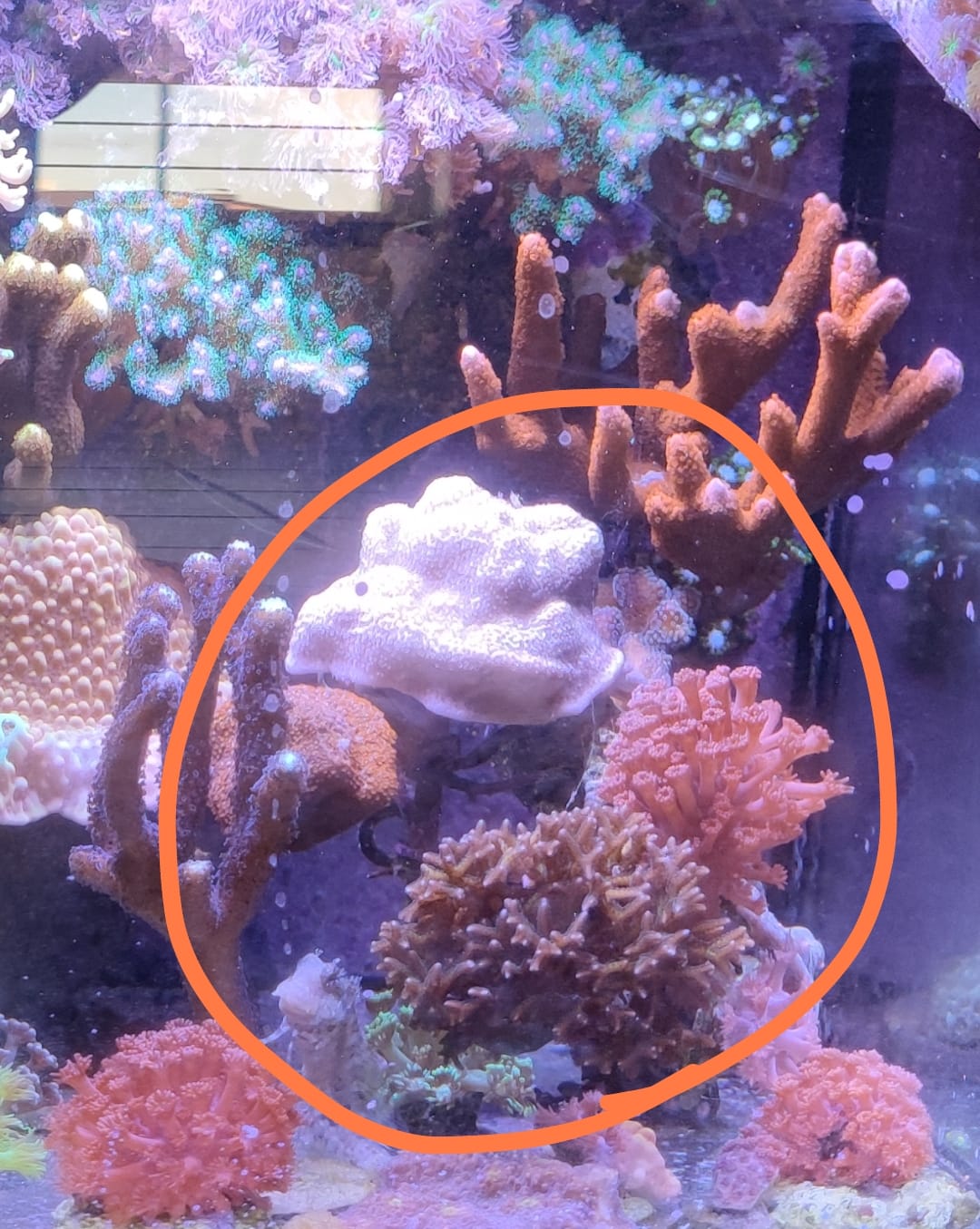 Ablegerbaum - Based on "Plexiplug"